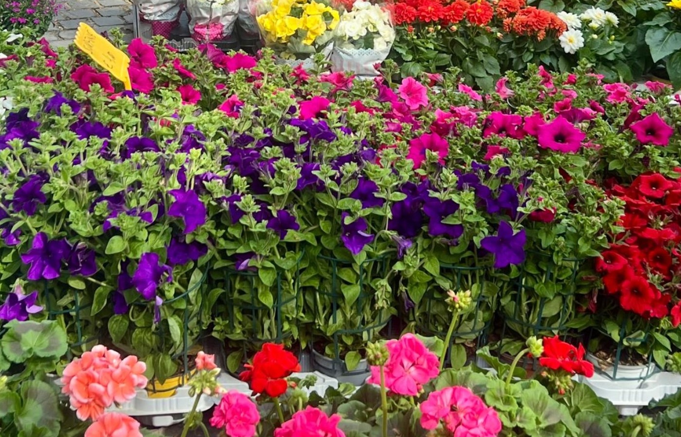 Détail floral
